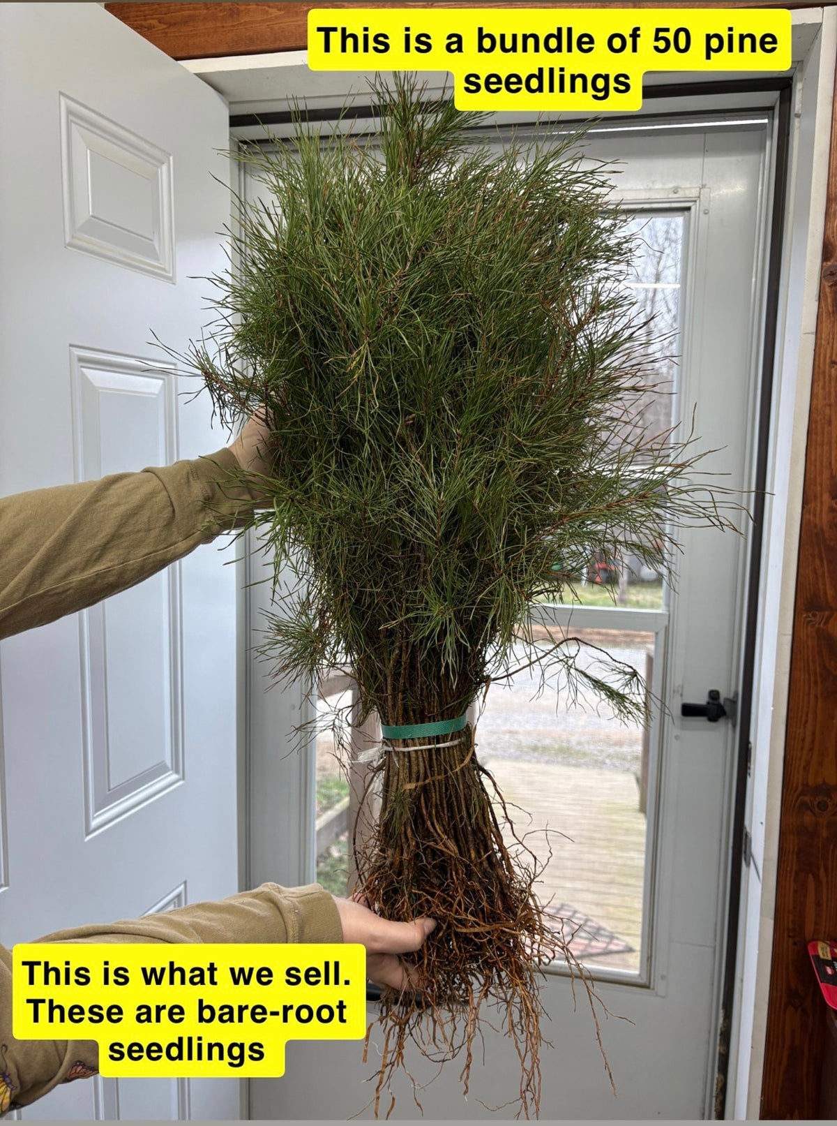 Bundle of 50 White Pine seedlings with exposed roots, tied at base