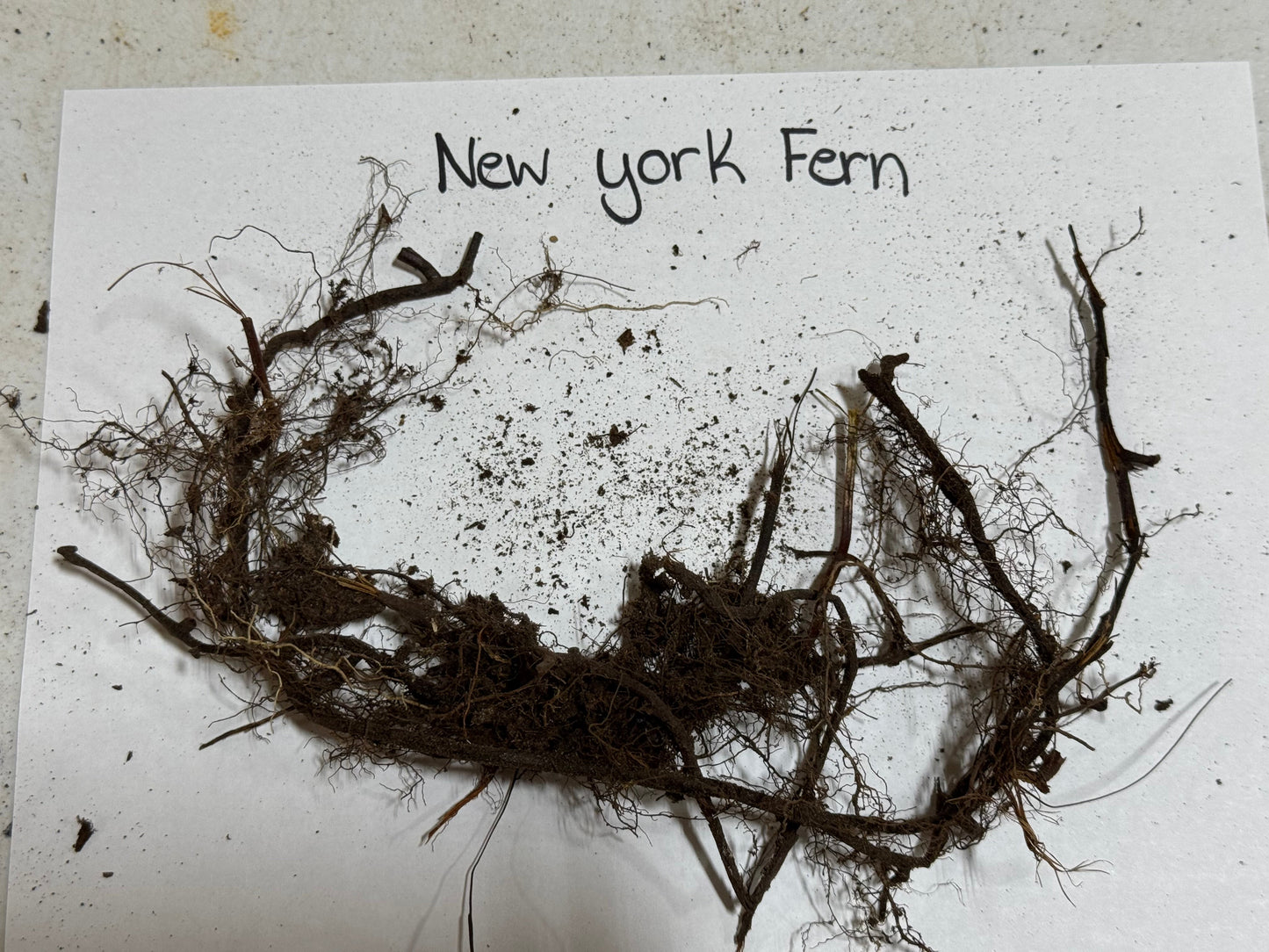 New York Fern tangled dark brown fibrous roots with clinging soil