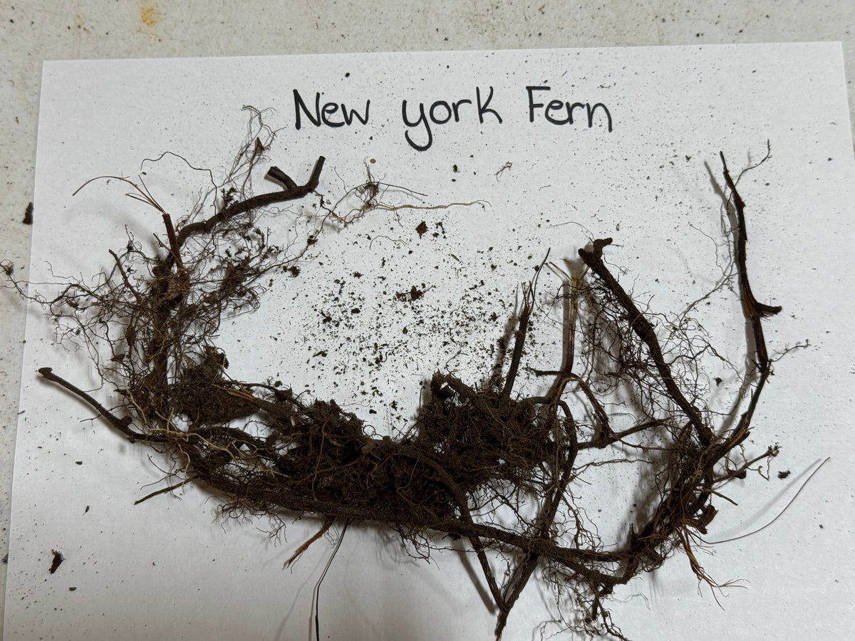 New York Fern tangled dark brown fibrous roots with clinging soil