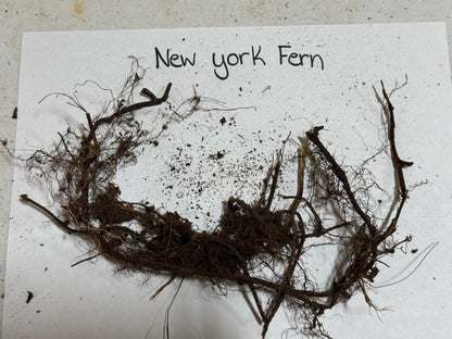 New York Fern tangled dark brown fibrous roots with clinging soil