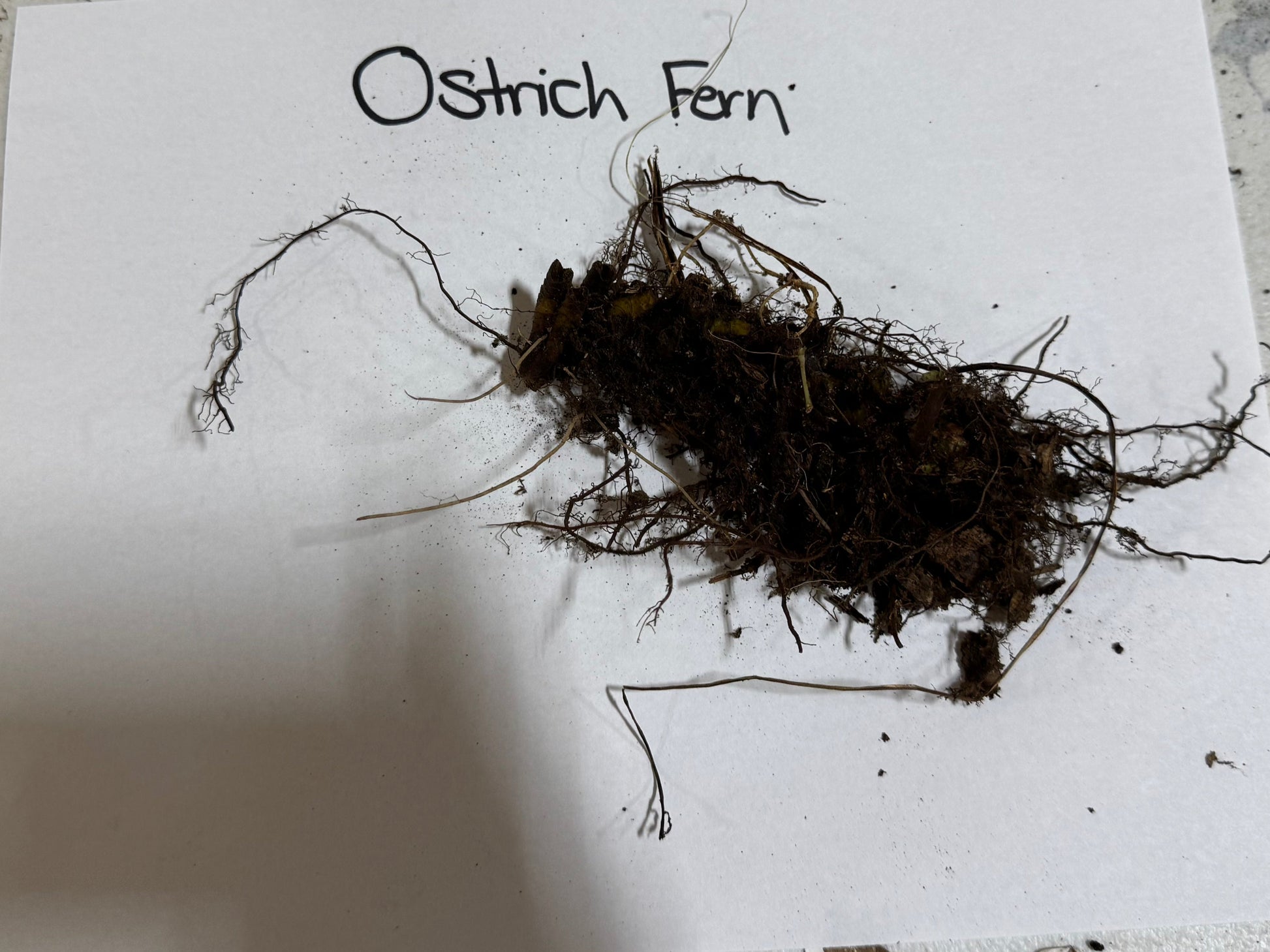 Ostrich fern clump with dark tangled roots and clinging soil