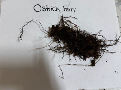 Ostrich fern clump with dark tangled roots and clinging soil