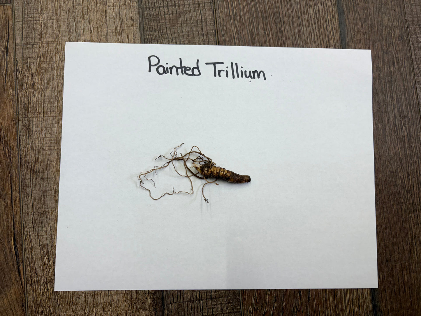 Painted Trillium dried brown root with thin delicate roots