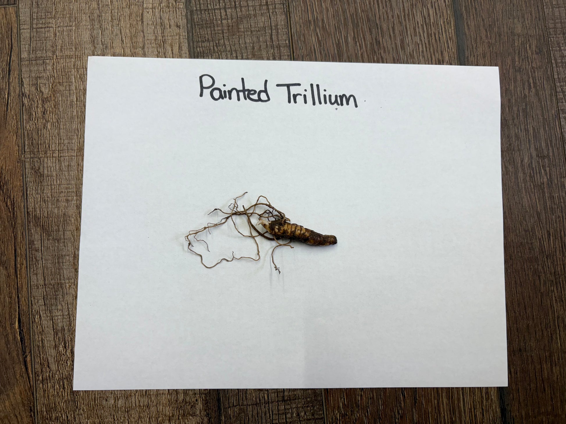 Painted Trillium dried brown root with thin delicate roots