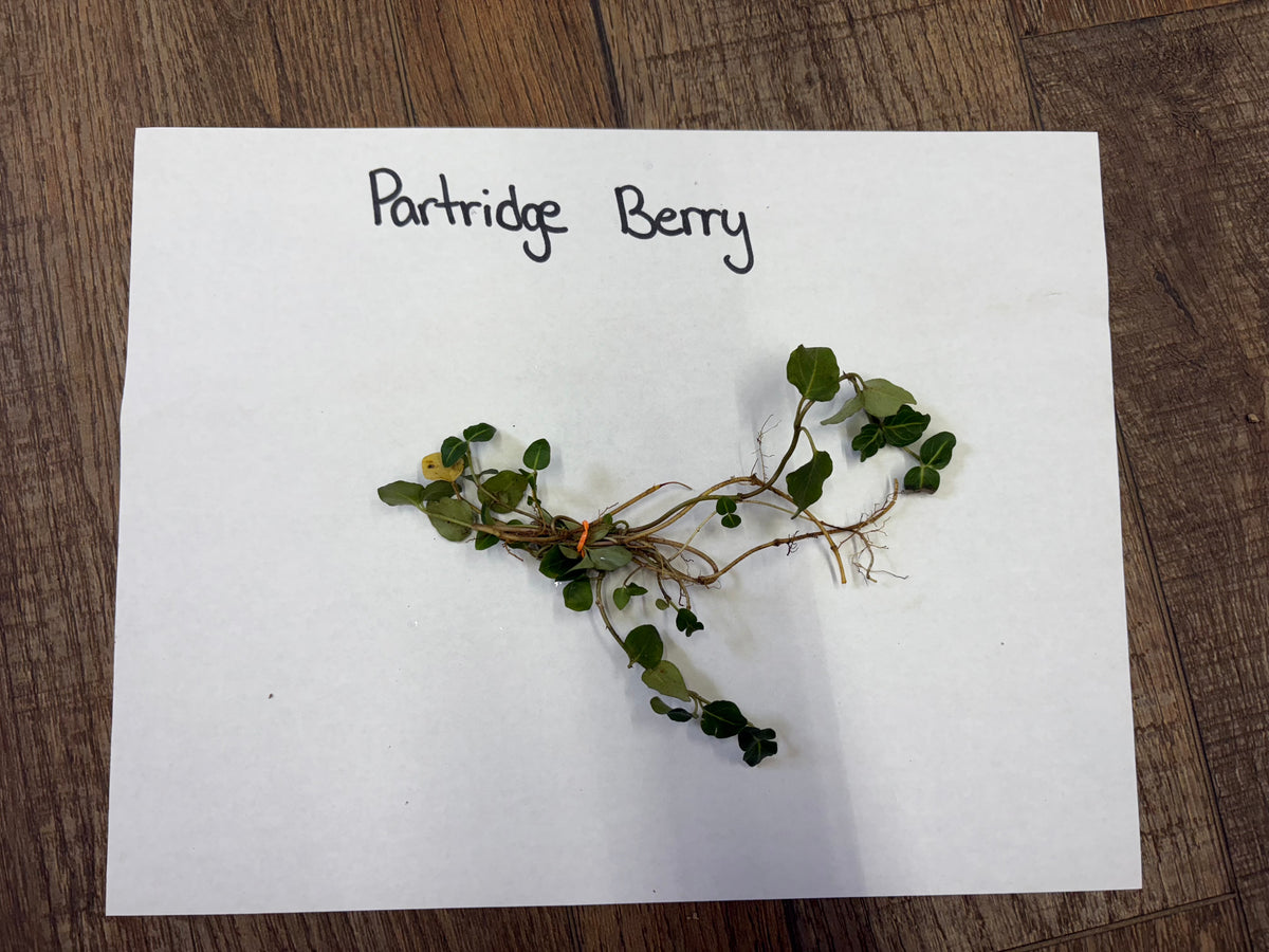 Fresh partridgeberry plant with small green leaves and delicate stems tied at base
