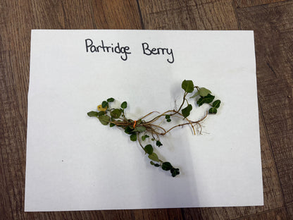 Fresh partridgeberry plant with small green leaves and delicate stems tied at base