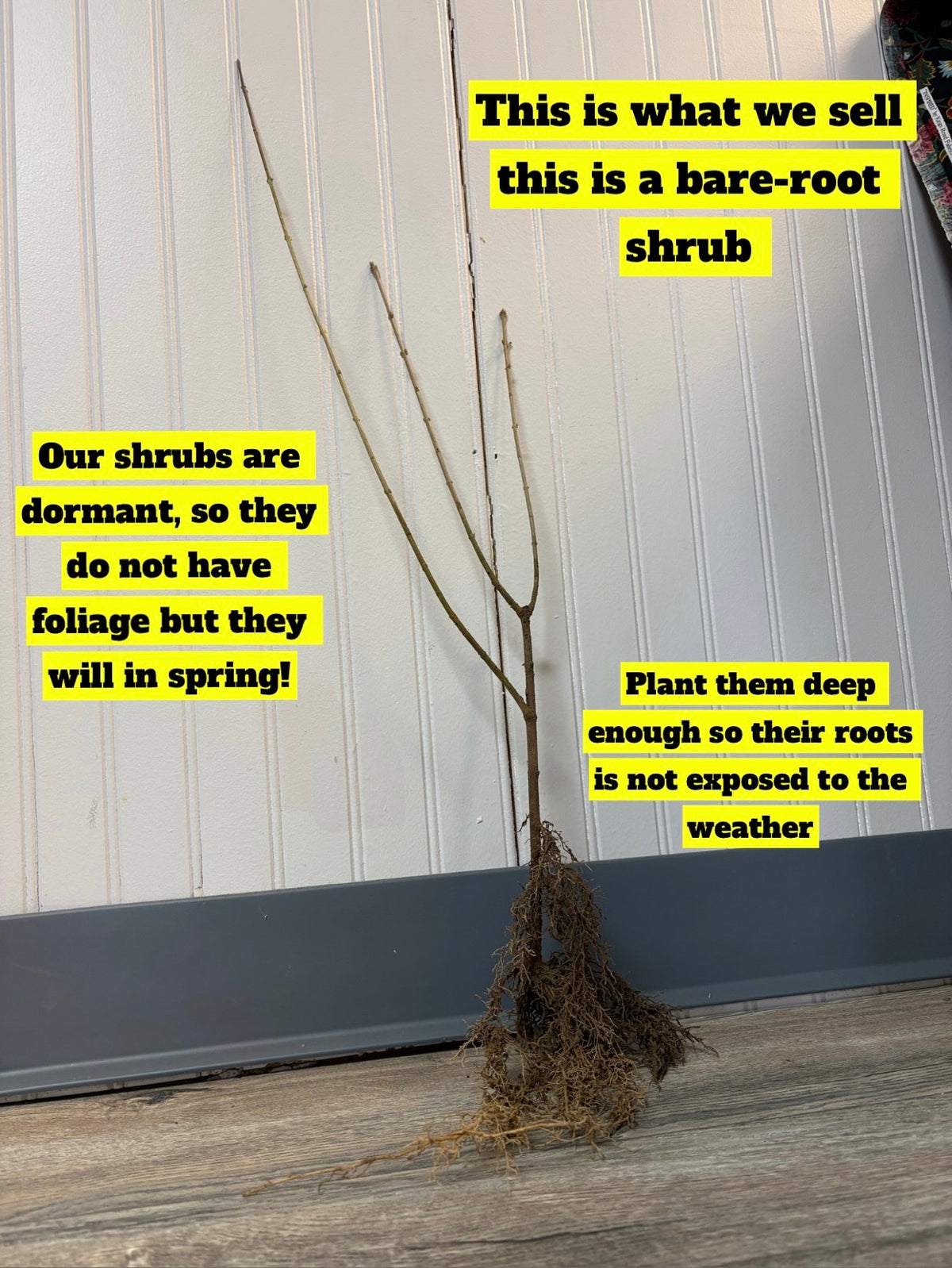 Bare-root Spiraea Japonica shrub with slender branches and tangled roots