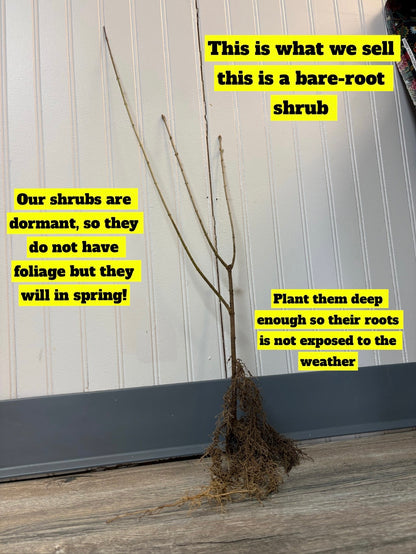 Bare-root Spiraea Japonica shrub with slender branches and tangled roots
