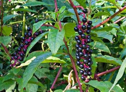 Pokeberry product: clusters of dark purple-black berries on reddish stems in green foliage