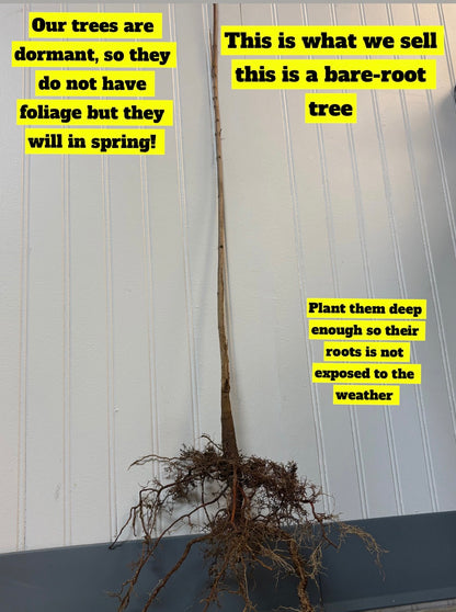 Bare-root Southern Magnolia tree with slender brown trunk and tangled roots