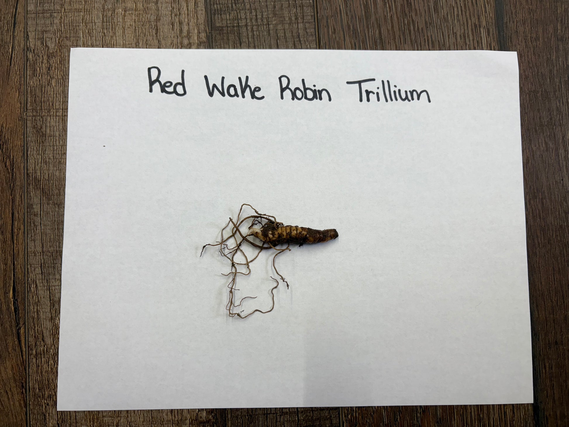Red trillium wake robin root with dried brownish-red body and tangled roots