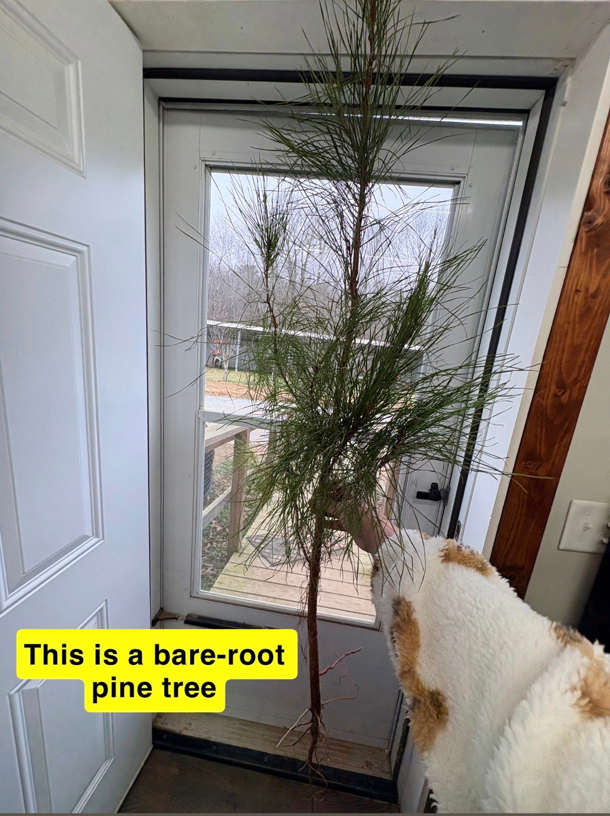 Virginia Pine Tree: slender green pine with needle foliage and exposed roots in doorway