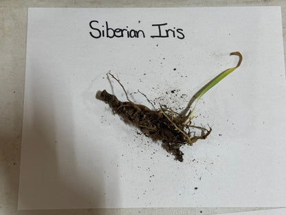 Fresh Siberian Iris plant with dark fibrous roots and green leaf