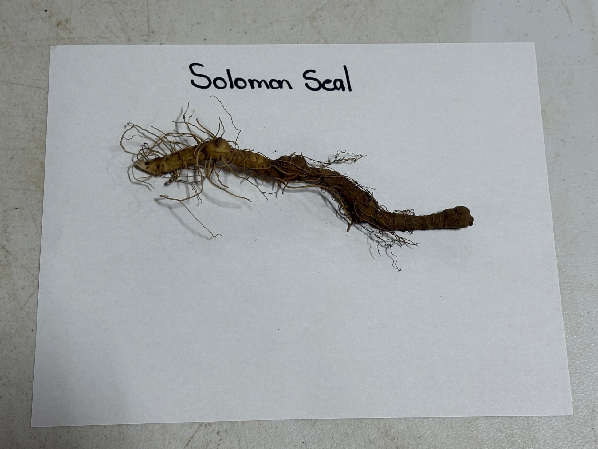 Dried Solomon’s Seal root, gnarled segmented body with fibrous roots