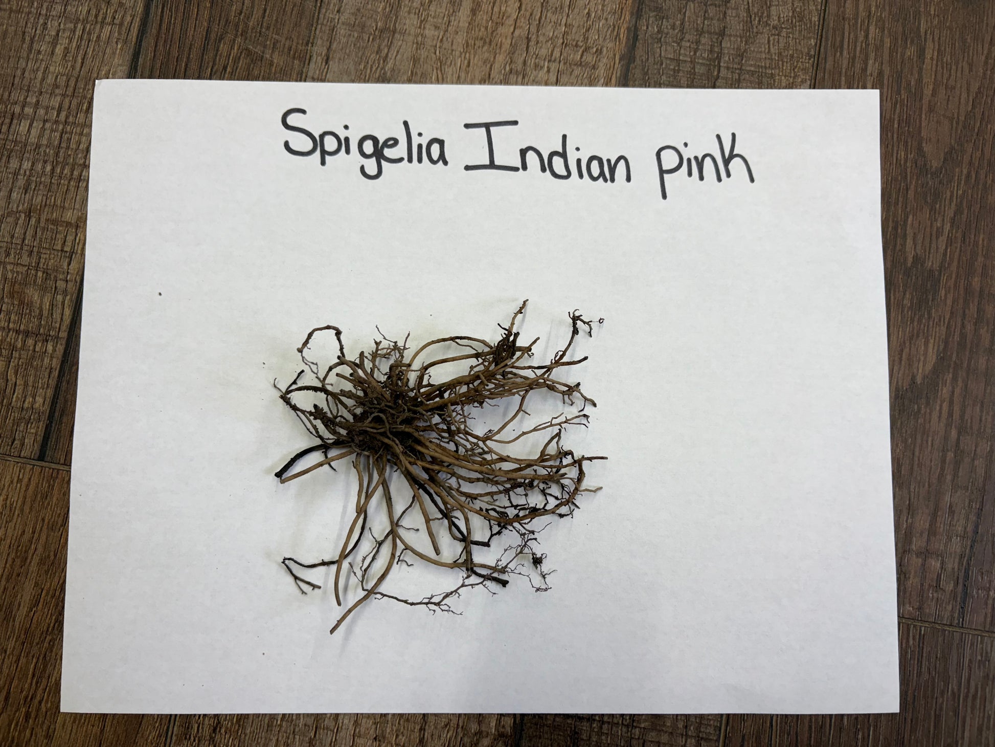 Cluster of dried Indian Pink Spigelia plant roots with tangled stems