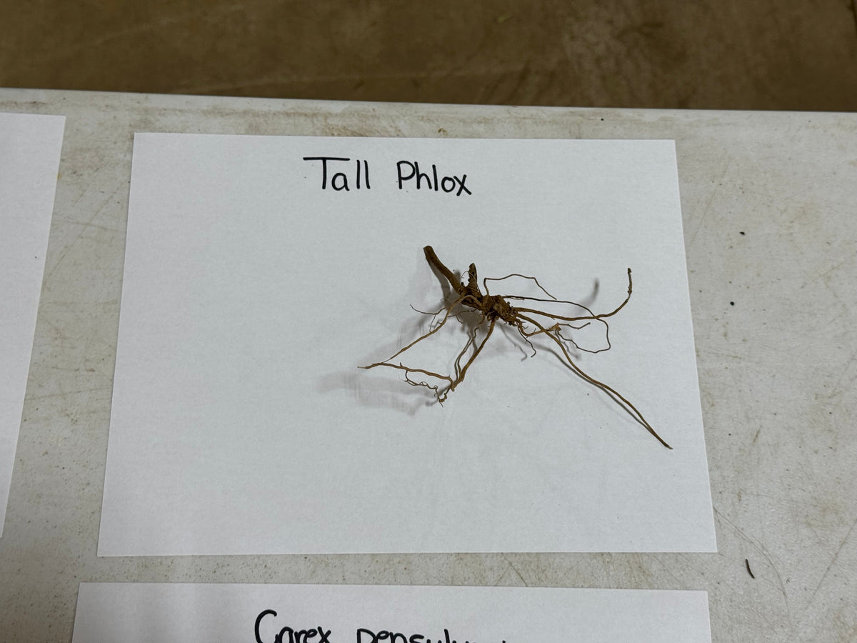 Dried brown root system of Tall Garden Phlox on white label