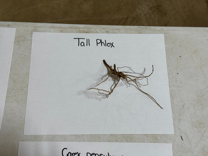 Dried brown root system of Tall Garden Phlox on white label