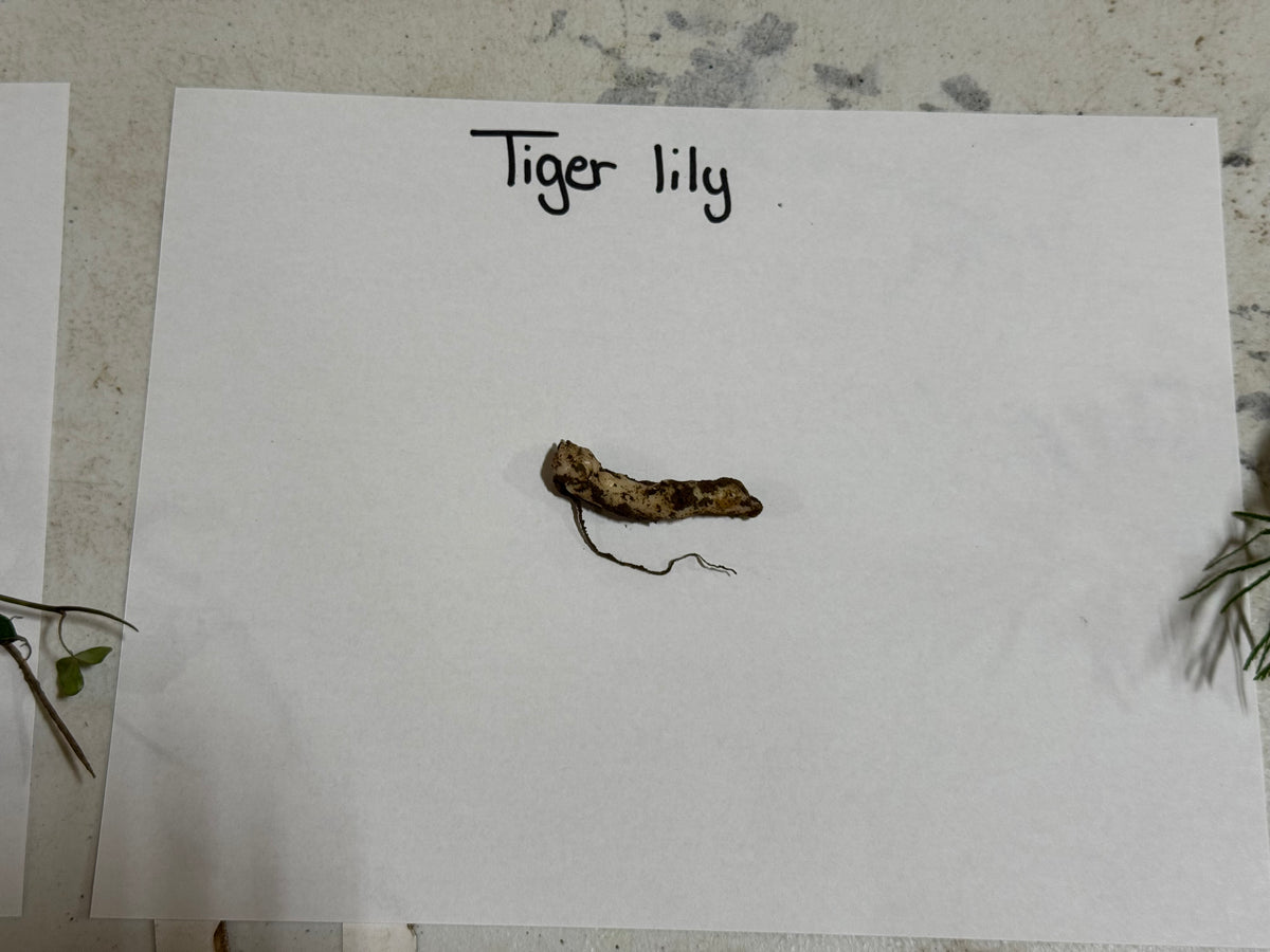 Dried Tiger Lily bulb with rough brownish skin and roots