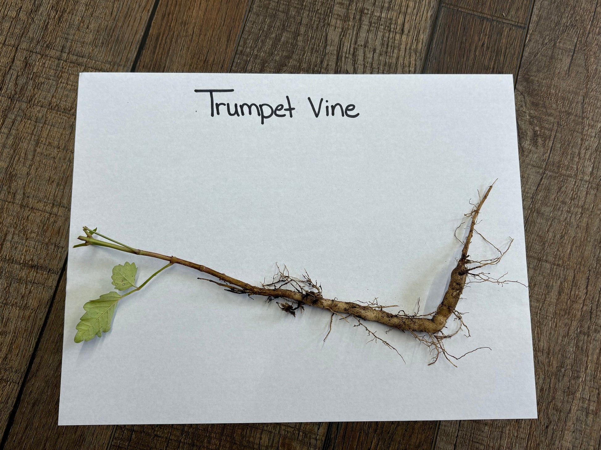 Dried trumpet vine stem with light brown woody texture and green leaves