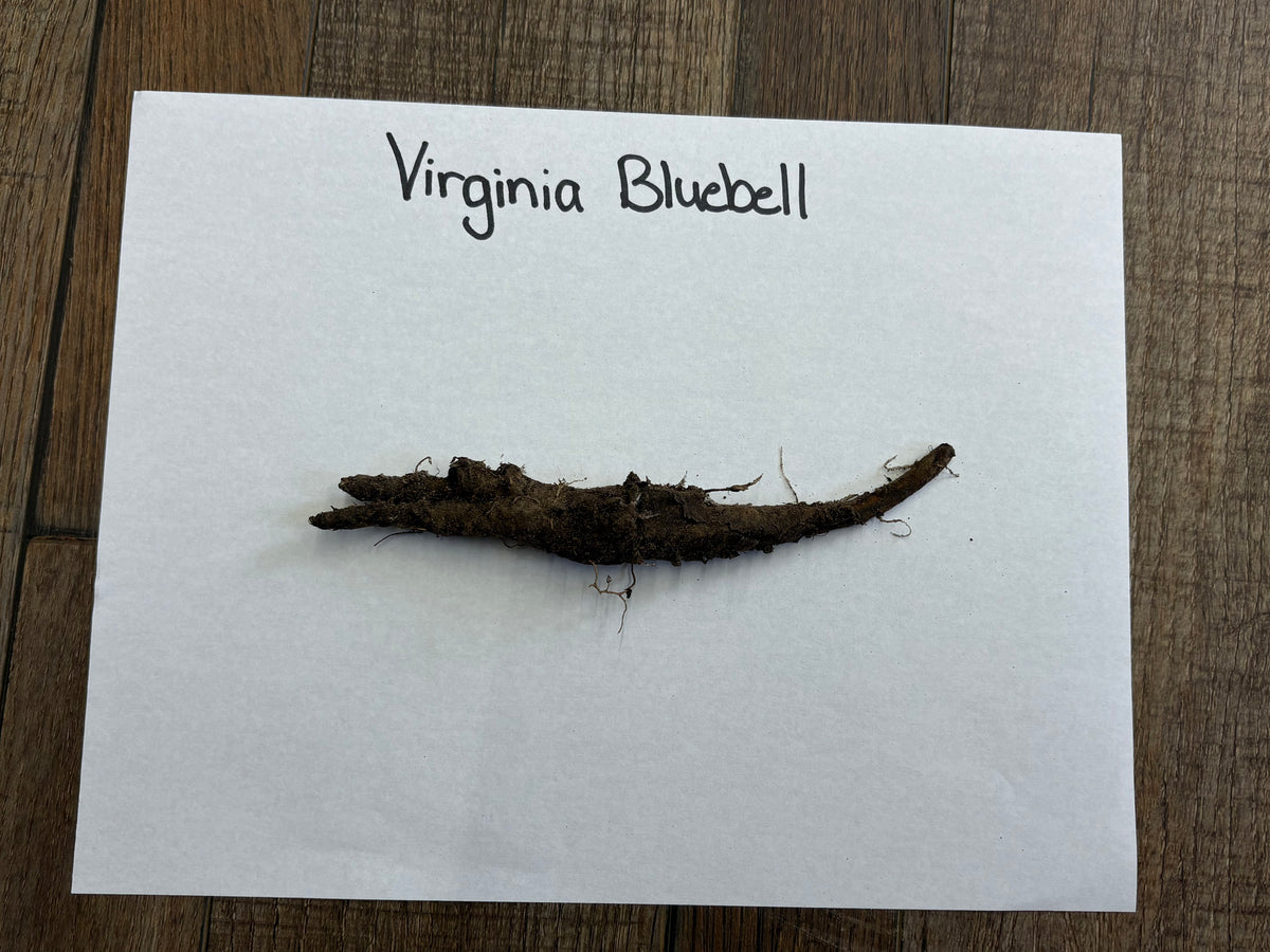 Virginia bluebell dark brown elongated root with soil and fine roots