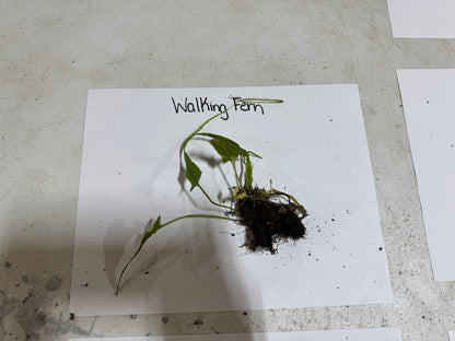 Vibrant walking fern plant with green elongated leaves and dense brown roots