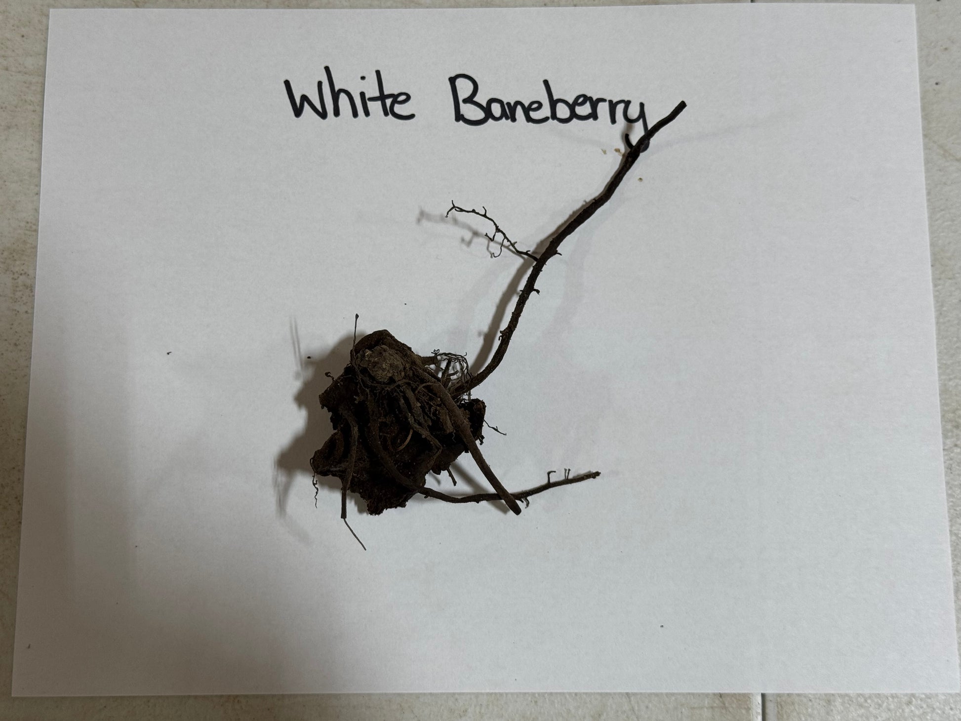 Dried white baneberry doll eye plant with dark brown tangled roots and slender branches