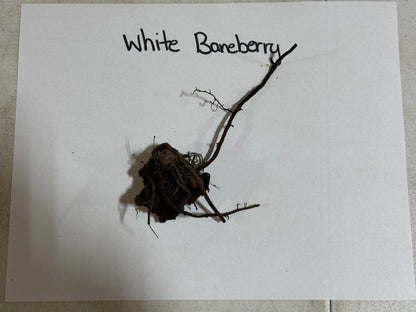 Dried white baneberry doll eye plant with dark brown tangled roots and slender branches