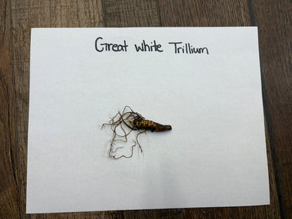 Dried White Trillium root with brown textured body and tangled roots