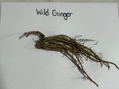 Wild ginger dried roots bundle with brownish branching texture