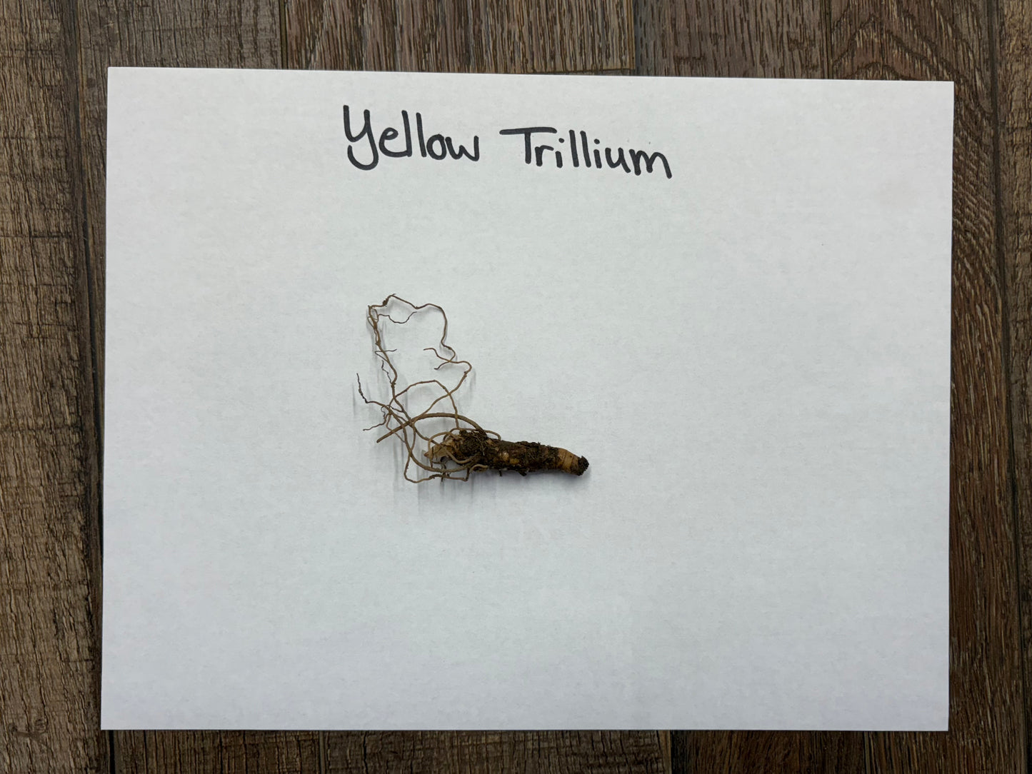 Yellow Trillium dried root with brownish textured surface and branching roots