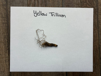 Yellow Trillium dried root with brownish textured surface and branching roots
