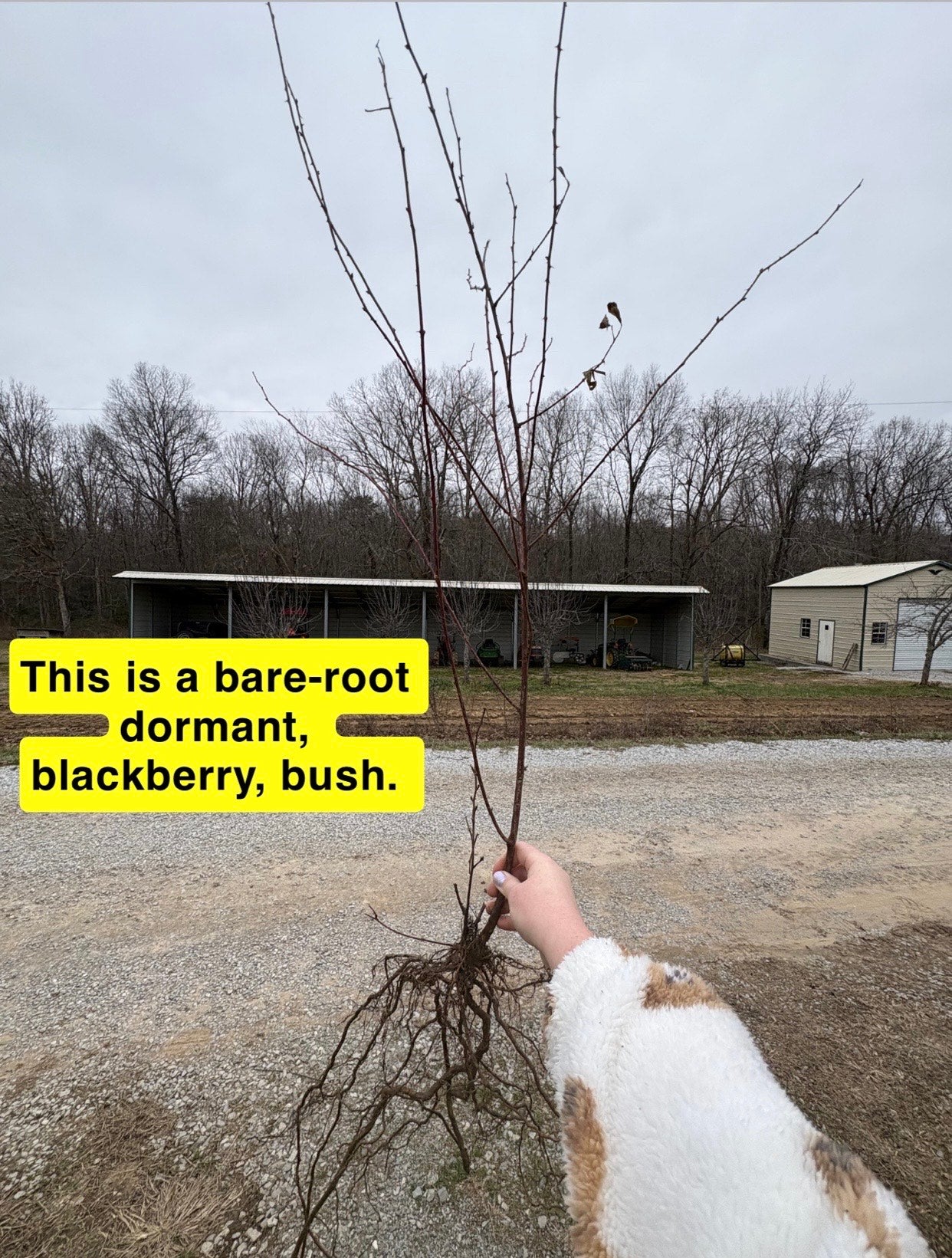 Bare-root dormant blackberry bush with slender branches and earthy roots