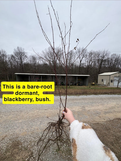 Bare-root dormant blackberry bush with slender branches and earthy roots
