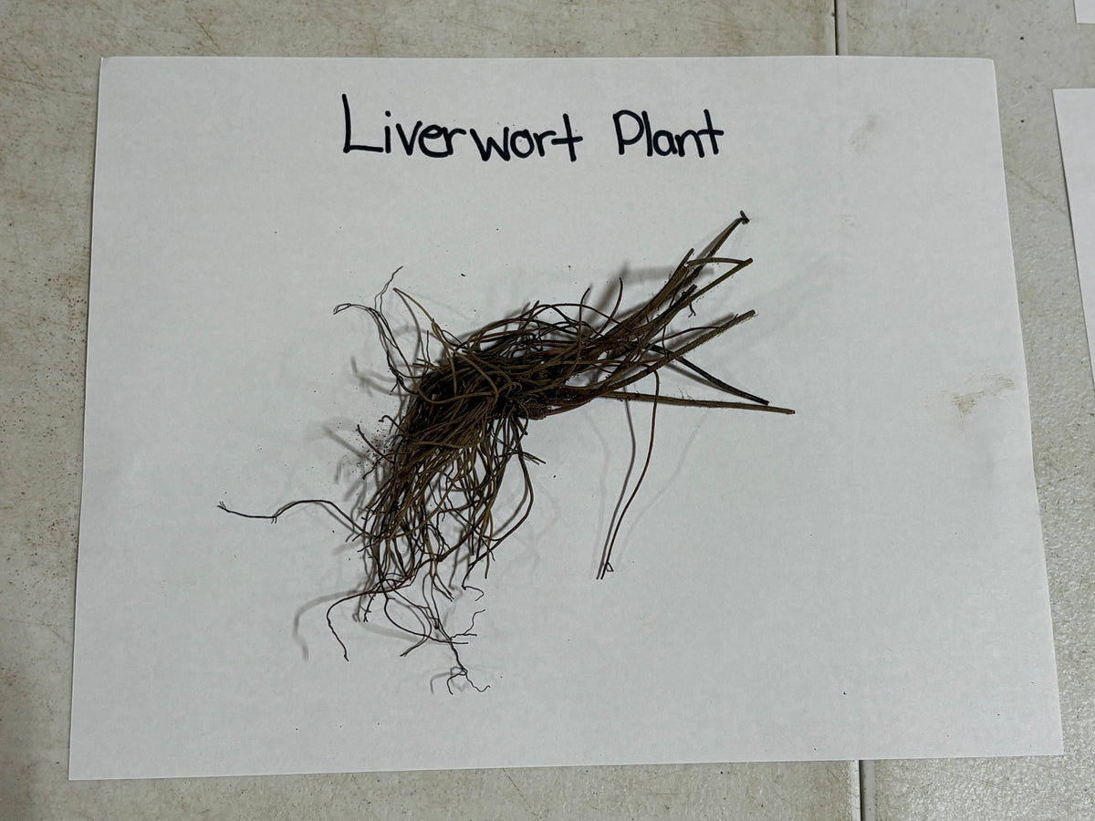 Dried brown Hepatica Liverleaf plant with delicate thread-like fronds