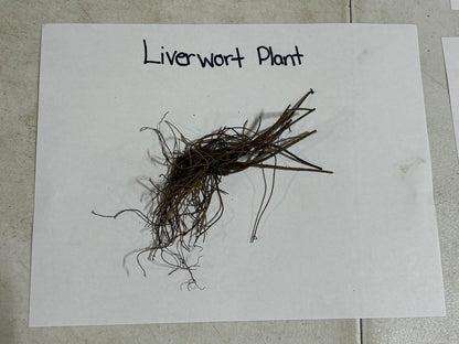 Dried brown Hepatica Liverleaf plant with delicate thread-like fronds