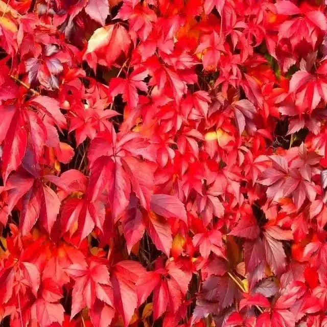 Vibrant Virginia Creeper autumn leaves in red crimson maroon hues