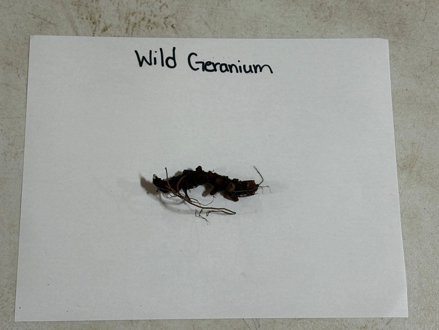 Dried wild geranium plant with dark brown tangled roots on white label