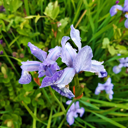 Bearded Iris