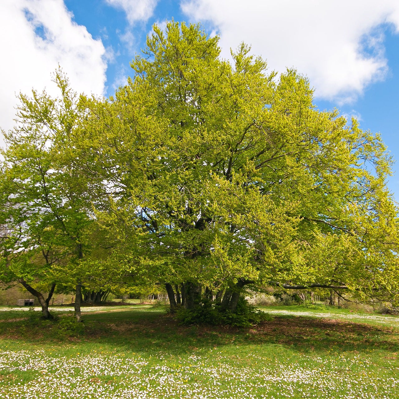 Beech Tree