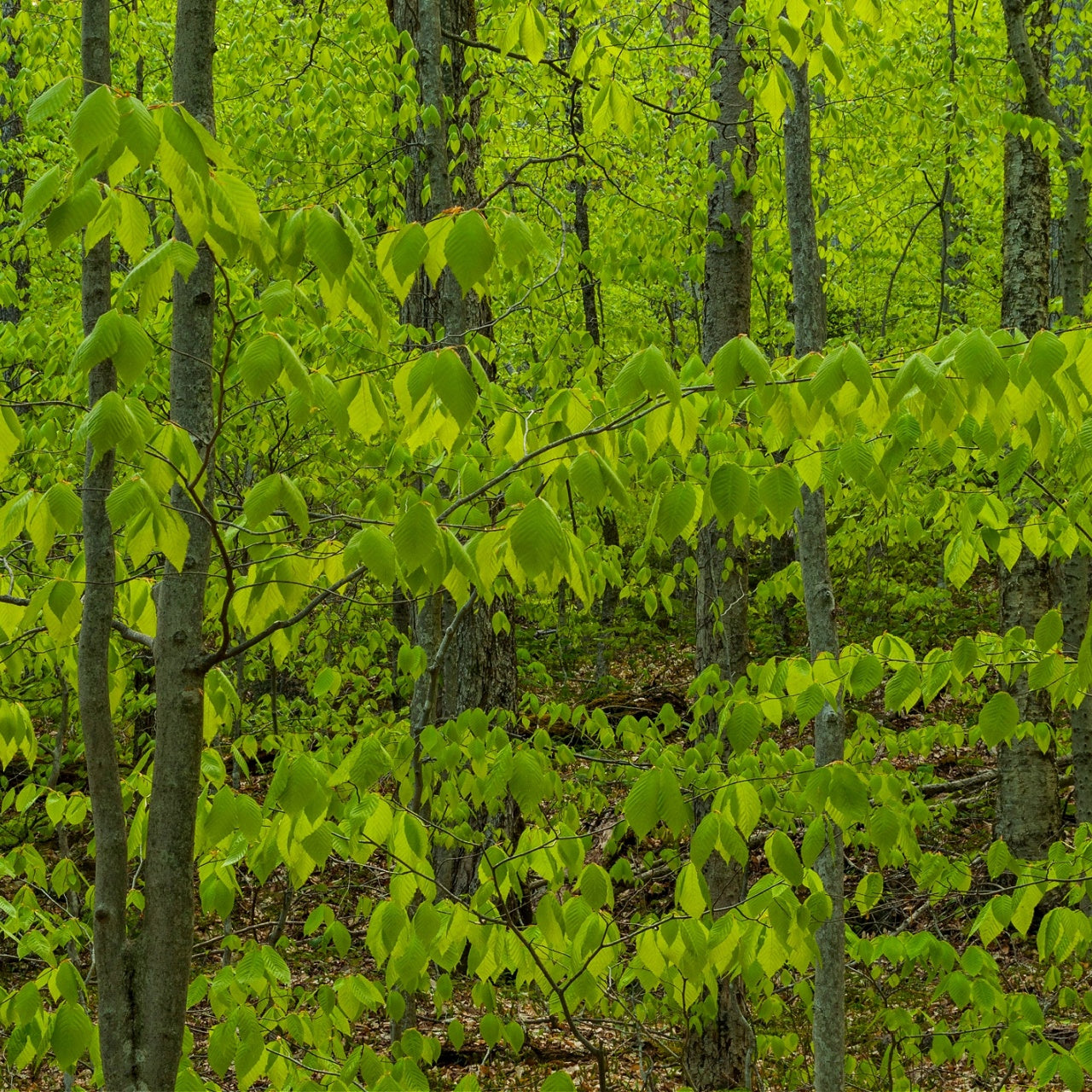 Beech Trees