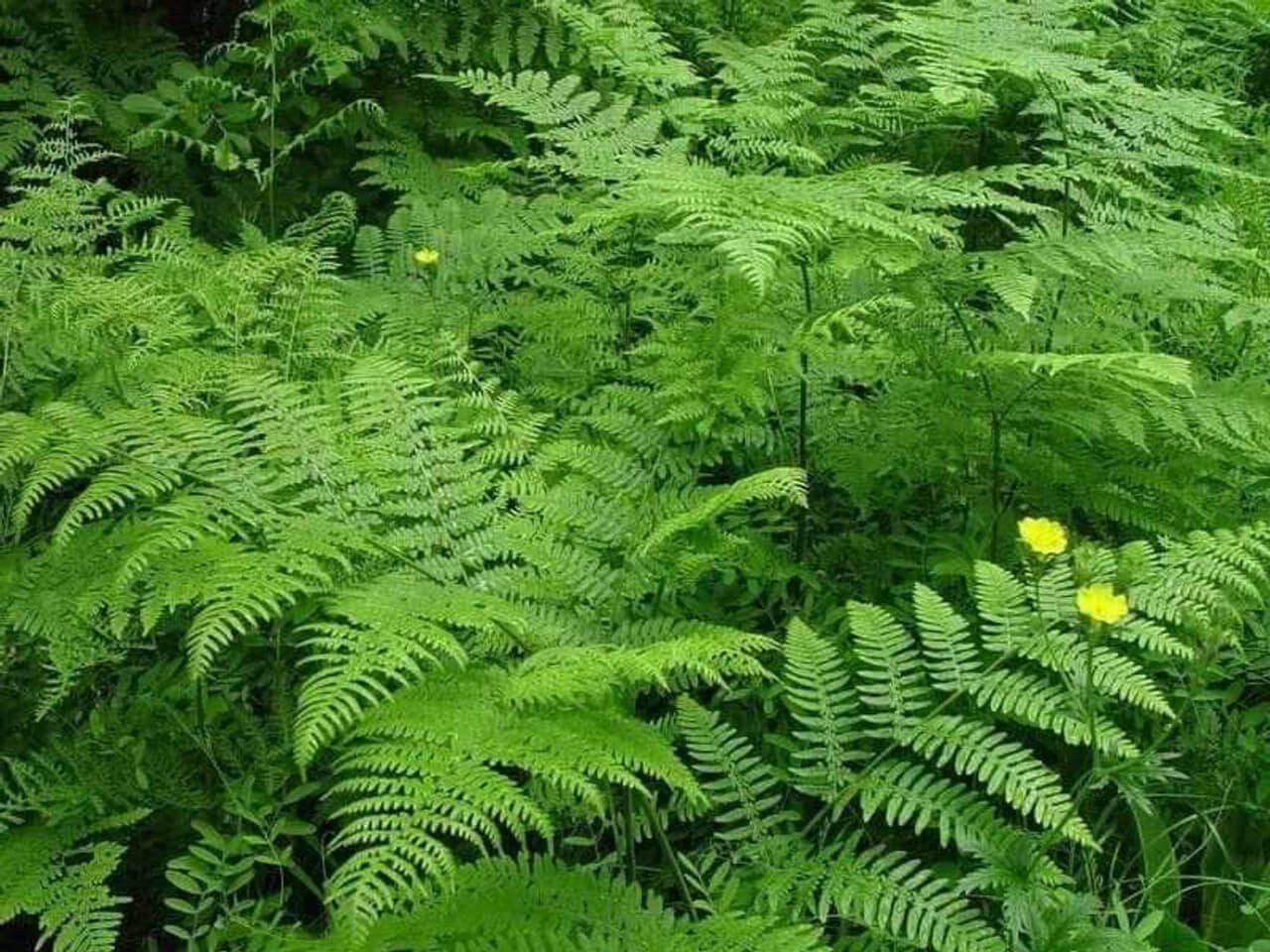 Lush green Fern Variety ferns with feathery fronds and yellow flowers, 25 plants