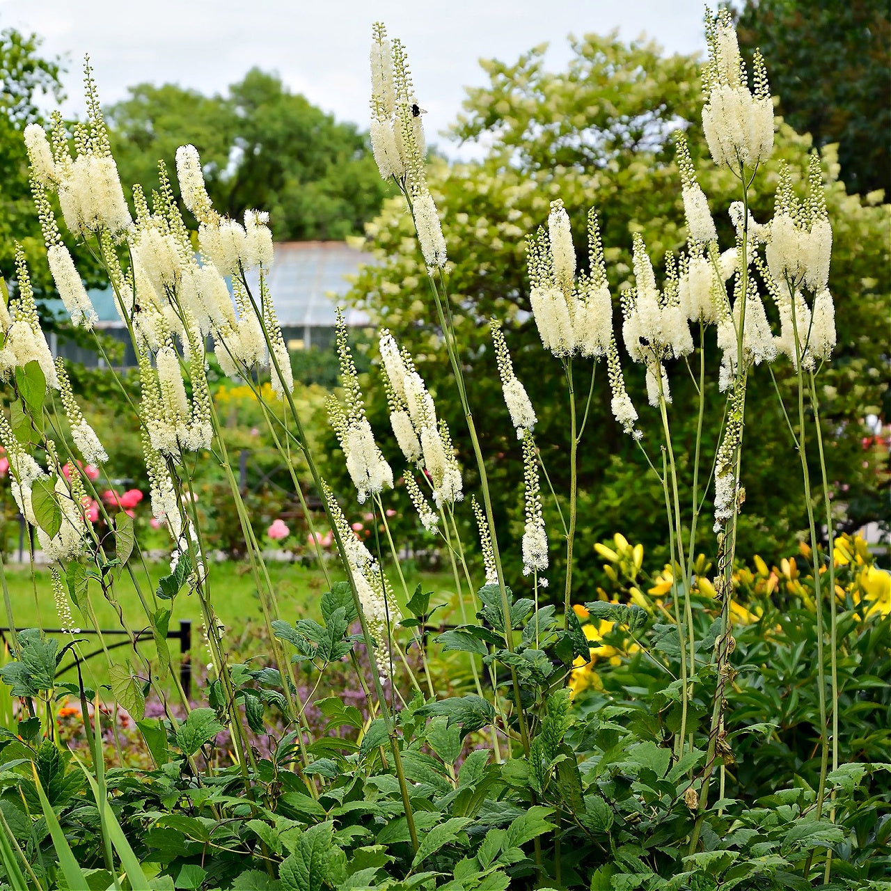 Black Cohosh Plant