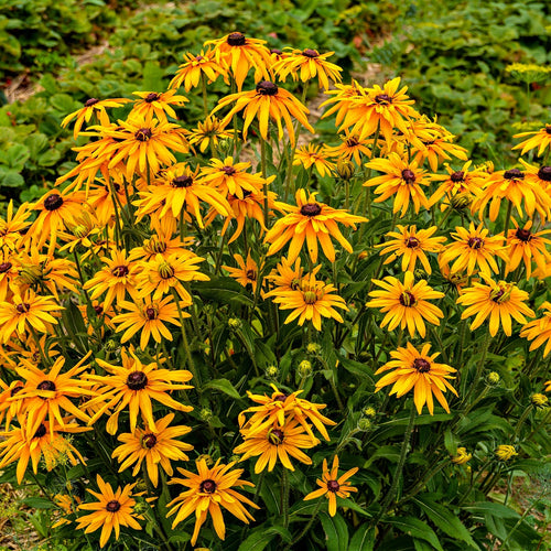 Black Eyed Susan