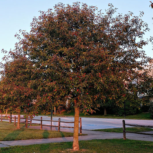 Black Gum Tree