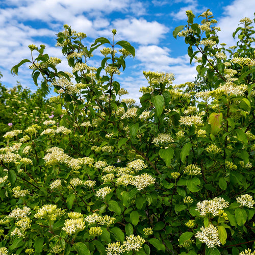 Black Haw Viburnum