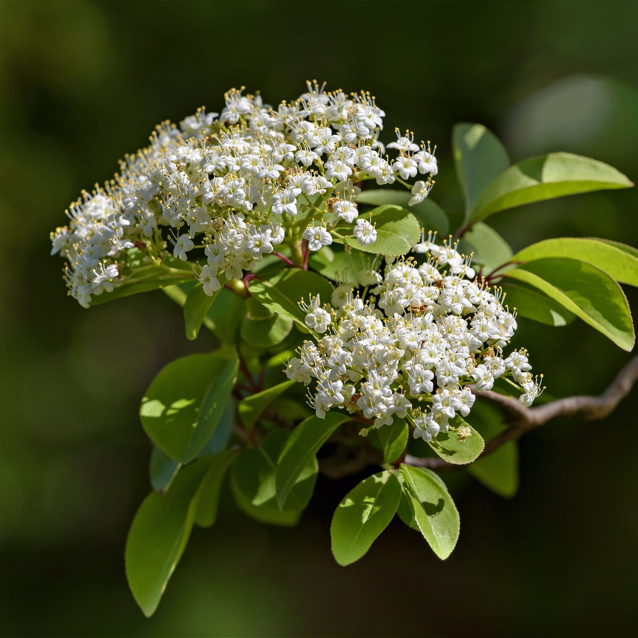 Black Haw Viburnum shrub