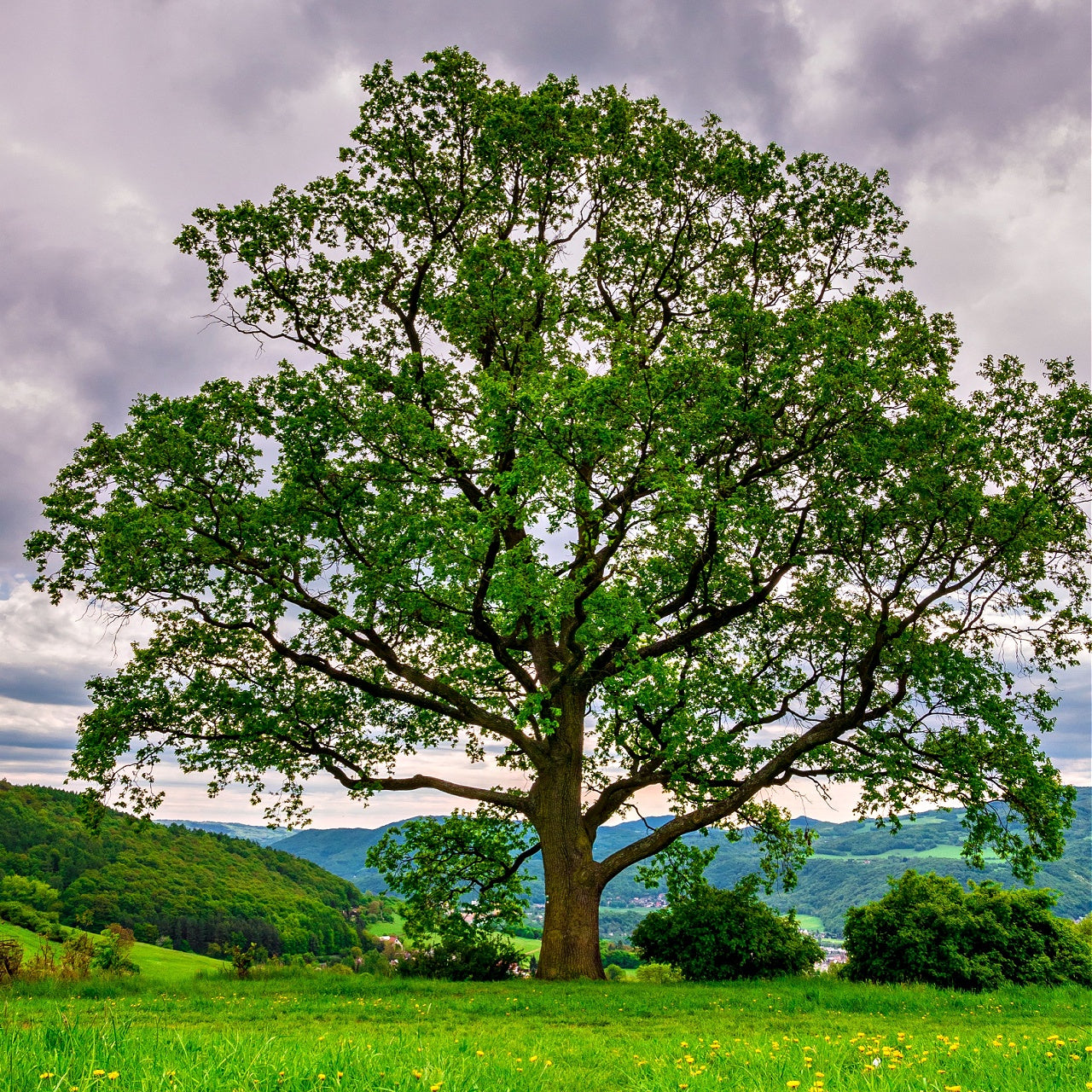 Black Oak 