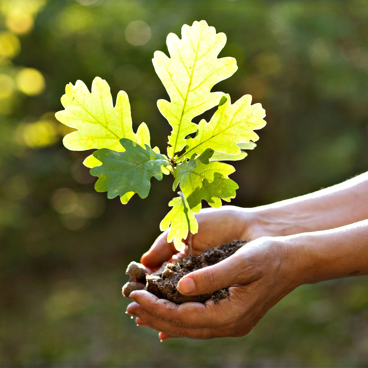 Black Oak Seedlings