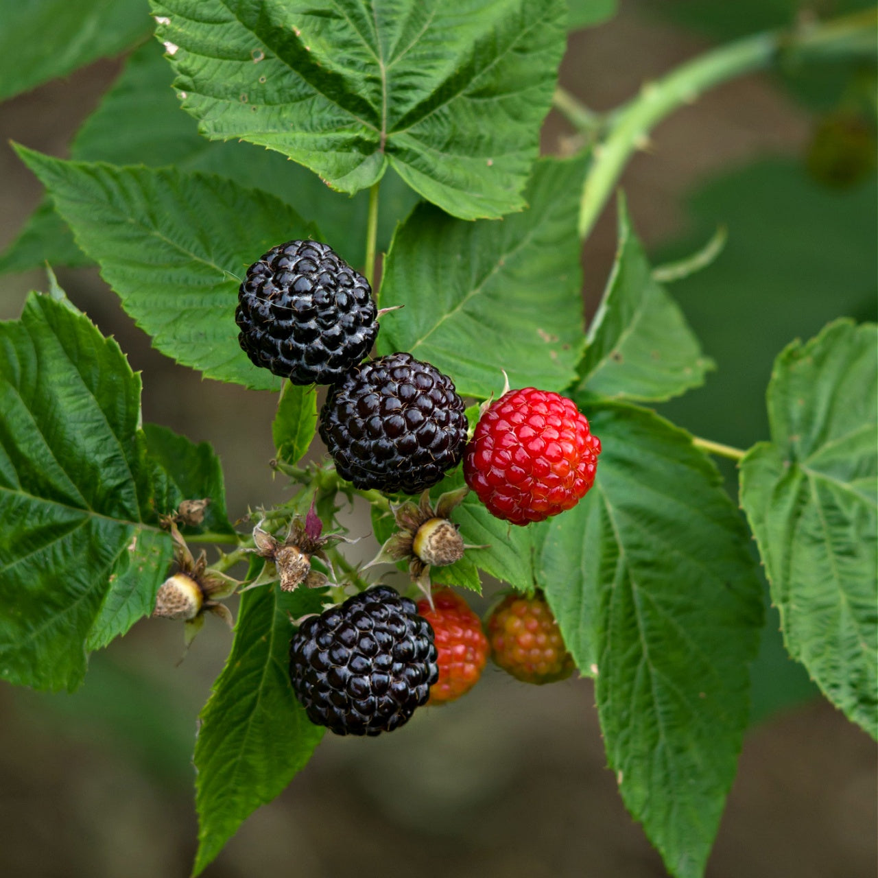 Black Raspberry Plant