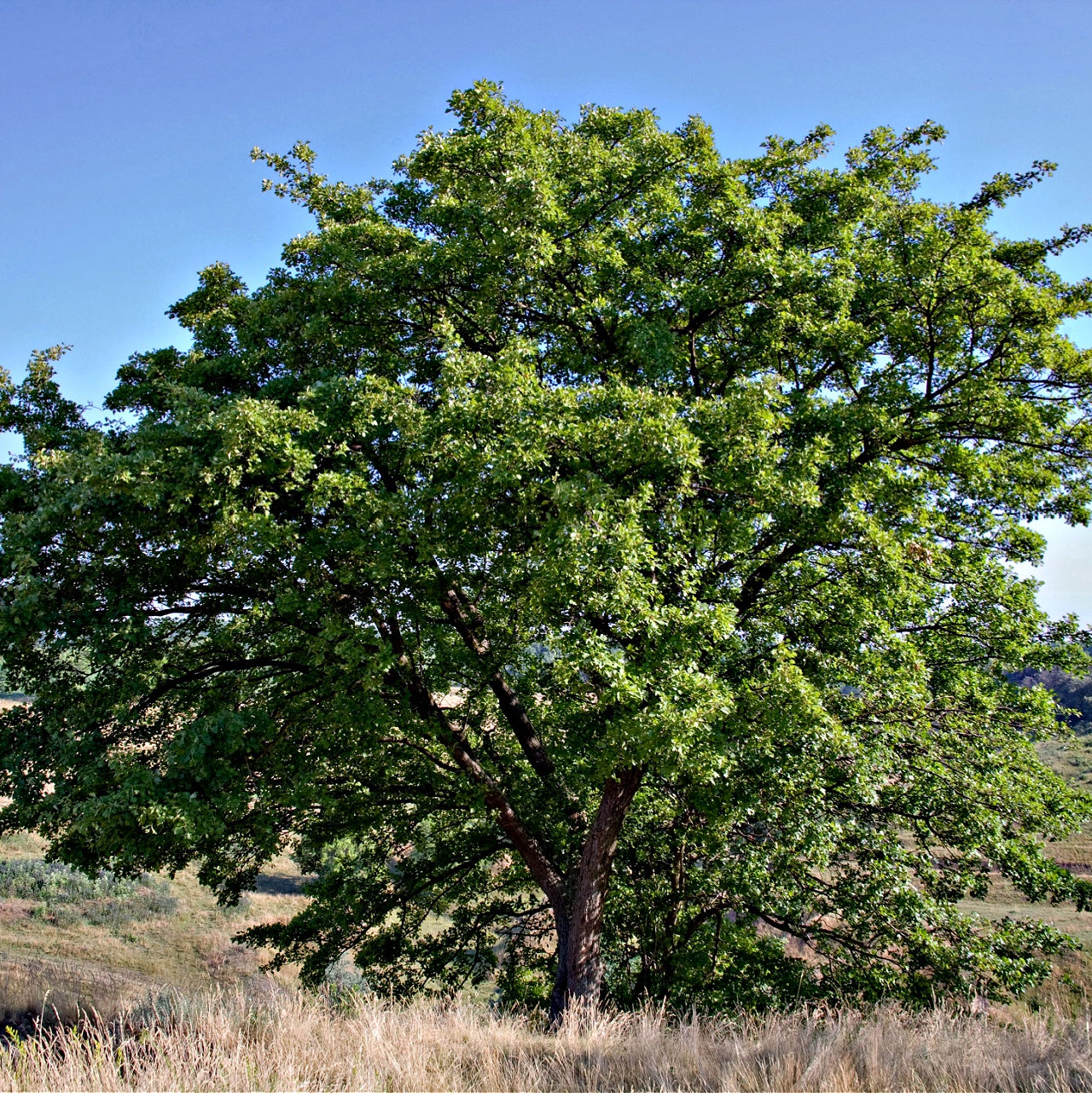 Black Walnut Tree